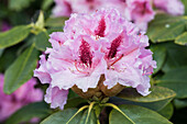 Rhododendron, pink