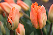 Tulipa, orange