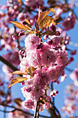 Prunus serrulata 'Kanzan'