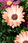 Osteospermum ecklonis