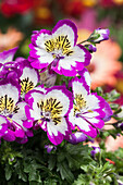 Schizanthus wisetonensis