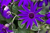 Pericallis