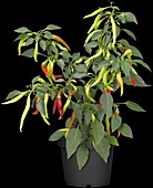 Capsicum annuum var. longum