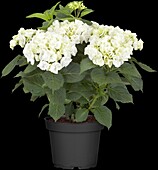 Hydrangea macrophylla, white