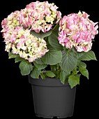 Hydrangea macrophylla, pink