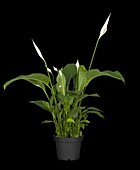 Spathiphyllum floribundum