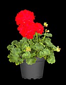 Pelargonium zonale, red