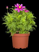 Cosmos bipinnatus, pink