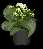 Kalanchoe blossfeldiana, white