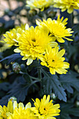 Chrysanthemum indicum 'Mini Mums'