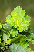 Heuchera americana 'Dale's Strain