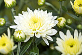 Chrysanthemum indicum, stuffed, white