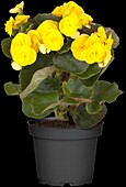 Begonia elatior, yellow