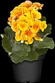 Begonia elatior, yellow
