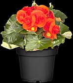 Begonia elatior, orange