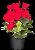 Begonia elatior, rot