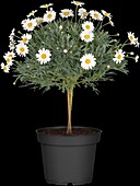 Argyranthemum frutescens, strain