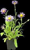 Aster amellus