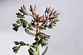 Echeveria