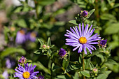 Aster amellus 'Starry orb'.