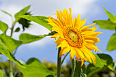 Helianthus annuus