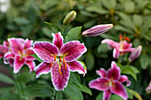 Lilium 'Stargazer'