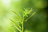 Taxus baccata 'Aurea' 