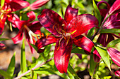 Lilium 'Salinas