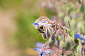 Borago officinalis