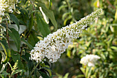 Buddleja davidii 'Peace'