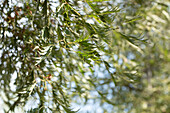 Alnus glutinosa 'Imperialis'