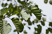 Alnus glutinosa