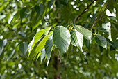 Alnus spaethii