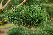 Pinus