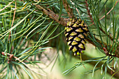 Pinus