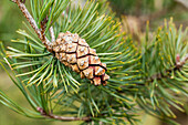 Pinus sylvestris 