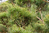 Pinus