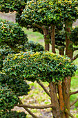 Taxus baccata 'Dovastonii Aurea'.