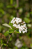 Viburnum