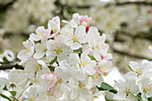 Malus 'Evereste'®