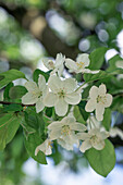 Malus x zumi 'Professor Sprenger'