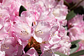Rhododendron fictolacteum 'Santiago'