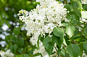 Syringa hyacinthiflora 'Sister Justena'