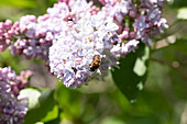 Syringa vulgaris