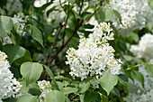 Syringa hyacinthiflora 'Sister Justena'