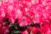 Rhododendron yakushimanum 'Priscilla'