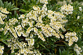 Pieris japonica 'Rondo' 