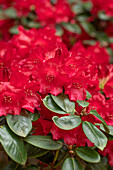 Rhododendron williamsianum 'Tromba'