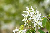 Prunus padus