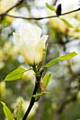Magnolia, yellow